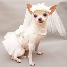 Elegant Fancy Dog Wedding Dress With Fancy Crystal Pearls And Flowers New Collection From Myknitt Designer Dog Clo Fancy Dog Dog Wedding Dress Dog Bridesmaid