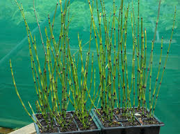 Image result for Sporobolus pectinellus