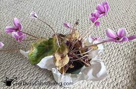 Diseases are also prone to plant stems, they are mild. Cyclamen Plant Care Guide How To Care And Look After Cyclamen