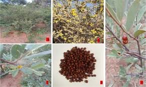 Image result for Grewia flava