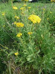 Fern Leaf Yarrow Pictures Flowers Leaves And Identification Oil Garden Plants Yarrow