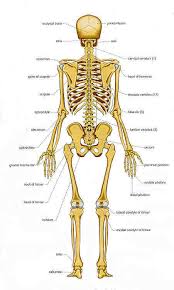 Bones Chart Of Human Bones Rear View Forensic