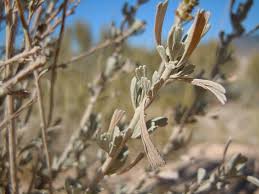 Image result for Polystachya tridentata