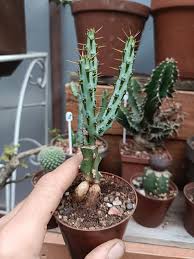 Image result for Euphorbia persistentifolia