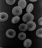 We did not find results for: Cell Nucleus Wikipedia