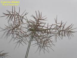 Image result for Cyperus distans