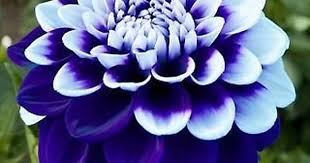 Blue White Dahlia Flower Seeds 100 Seeds Flower Seeds Unusual Flowers Beautiful Flowers