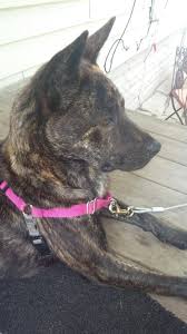 German Shepherd Pitbull Mix Black And Brown German Shepherd Pitbull Mix Pitbull Mix Puppies Pitbull Mix Puppy Playground