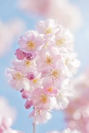 無料イラスト 春夏秋冬 無料ダウンロード 桜 画像 おしゃれ 桜の花 花 イラスト 美しい花