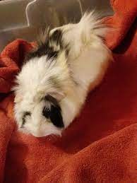 Offer not valid on products in the following categories: Petsmart St Joseph Adoption Event Petfinder Event Calendar