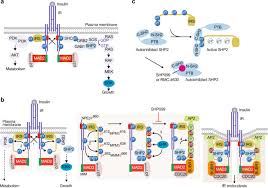 Insulin Receptor Endocytosis In The Pathophysiology Of Insulin Resistance Experimental Molecular Medicine