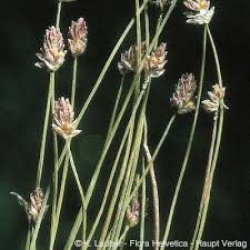 Image result for Eleocharis atropurpurea