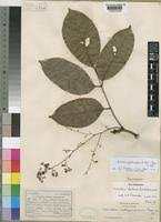 Image result for Sorindeia katangensis