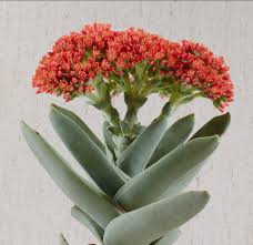 Image result for Crassula globularioides