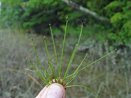 Image result for Eleocharis atropurpurea