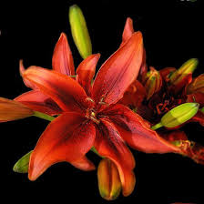 Pin On Flowers
