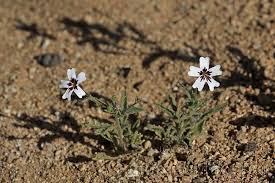 Image result for Jamesbrittenia huillana