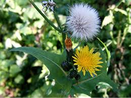 Image result for Sonchus oleraceus