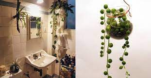 We did not find results for: 12 Plantes Parfaites Pour La Salle De Bains