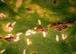 Image result for Euonymus Scale