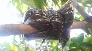 Buahnya bole mencapai 2kg+ 3. Masih Ingat Lagi Ber Kebun Sambil Menambah Pendapatan Facebook