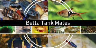Find the best betta fish tank here! 10 Safe Betta Fish Tank Mates Companions Bettafish Org