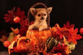 High to low nearest first. Pin On We Love Chihuahuas