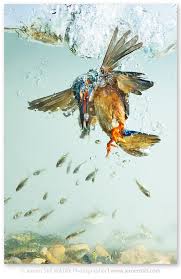 Birds Of A Feather Odyssey Quest Jeroen Stel Foto Workshops Fotografie Workshops Natuurfotoworkshop Workshops Natuurfotografie Fotoreizen In 2020 Kingfisher Wildlife Photography Kingfisher Bird