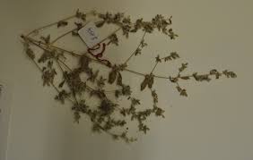 Image result for Nothosaerva