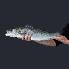 Der fisch wird auch als branzino (italienisch), brancin , robalo (portugiesisch), lubina und im französischen als bar commun oder loup bezeichnet. Entdecken Sie Den Grossen Atlantischen Wolfsbarsch