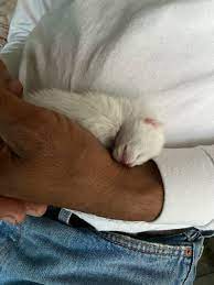 They put him in a really nice cedar box urn that could be engraved, it was much more than anticipated. Online Memorials West Coast Pet Memorial Services