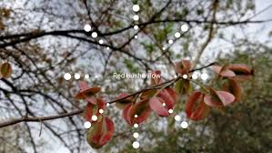 Image result for Combretum apiculatum