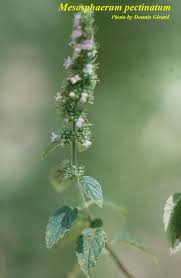 Image result for Mesosphaerum