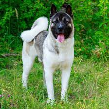 11 Curly Tailed Dog Breeds That Are So Cute You Ll Want To Cuddle Them Asap Dog Breeds Dogs Fluffy Dogs
