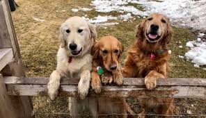 Check out what 18 people have written so far, and share your own experience. 10 Golden Retriever Rescues Looking For Fosters And Adopters The Animal Rescue Site News