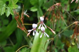 Image result for Pelargonium alchemilloides