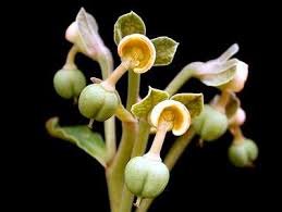 Image result for Monadenium pseudoracemosum