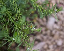 Image result for Thesium thamnus