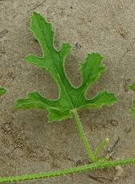 Image result for Cucumis zeyheri