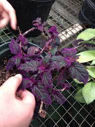 Plants plant leaves cactus and succulents bloom house plants houseplants succulents plant identification front garden. Pin On The Goth Garden