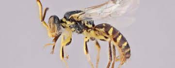 Image result for Isoglossa perdita