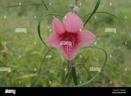Image result for Sesamum alatum