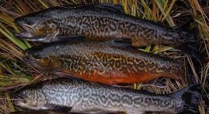 Don't worry, there are a few easy ways to tell the two species apart. Tiger Trout Wikipedia