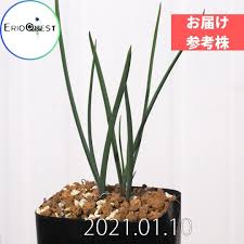 Image result for Ornithoglossum viride