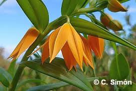 Image result for Littonia modesta