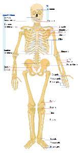 Joints are also important, giving you the freedom to flex or rotate parts of your body. Science For Kids Bones And Human Skeleton