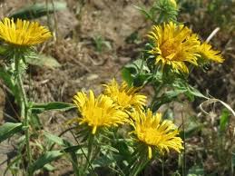 Image result for Inhambanella