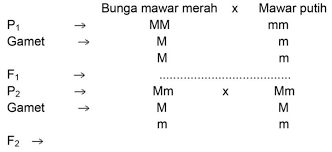 Aug 19, 2021 · contoh soal pts 1 kelas 7 smp mts k13 tahun pelajaran 2021/2022 amongguru.com. Soal Latihan Biologi Smp Selesai Bab 19 Pewarisan Sifat Wattpad