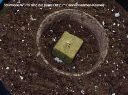 Wer keinen growroom hat, growt outdoor aber wann sollte man den hanf aussetzen, damit die marihuanapflanzen wirklich was werden? Cannabis Outdoor Growing Tipps Zur Planung Und Vorbereitung Grow Magazin