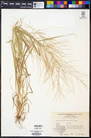Image result for Leptochloa panicea